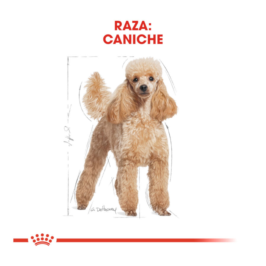 7.5 kg Royal Canin Adult Poodle pienso para perros, , large Imagen numero 4
